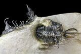 Two, Spiny Walliserops Hammi Trilobites - Foum Zguid, Morocco #154309-10
